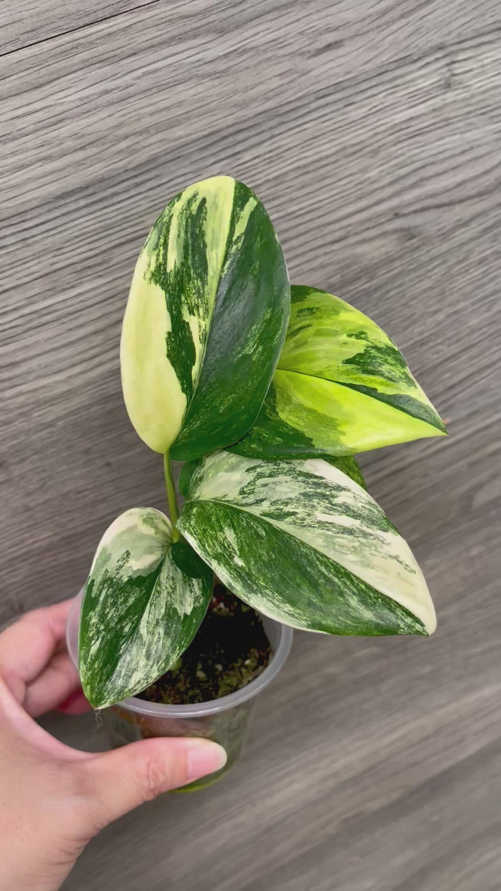 Scindapsus Treubii Tricolor