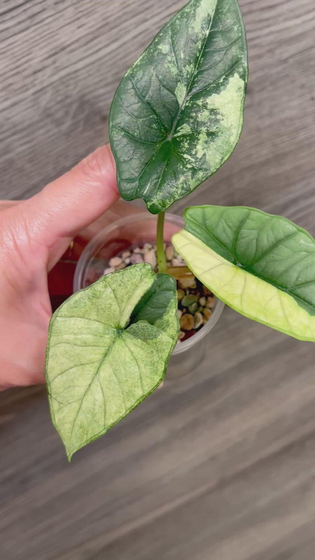 Alocasia Bisma Platinum Albo Mint