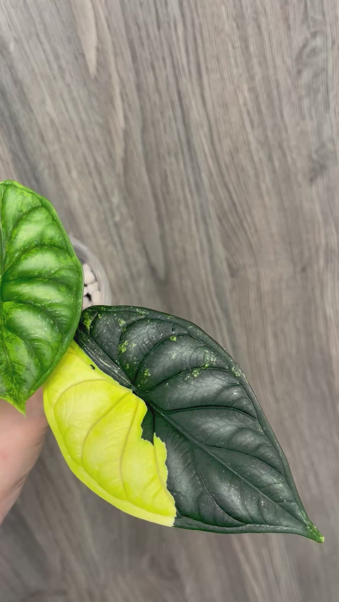 Alocasia Dragon Scale Aurea