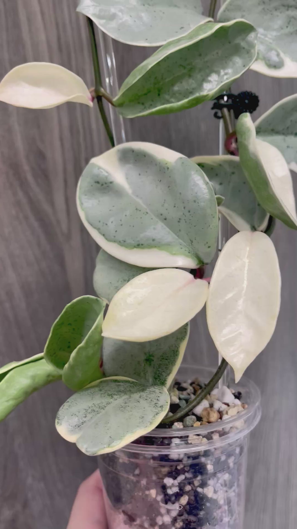 Hoya Argentea Picta