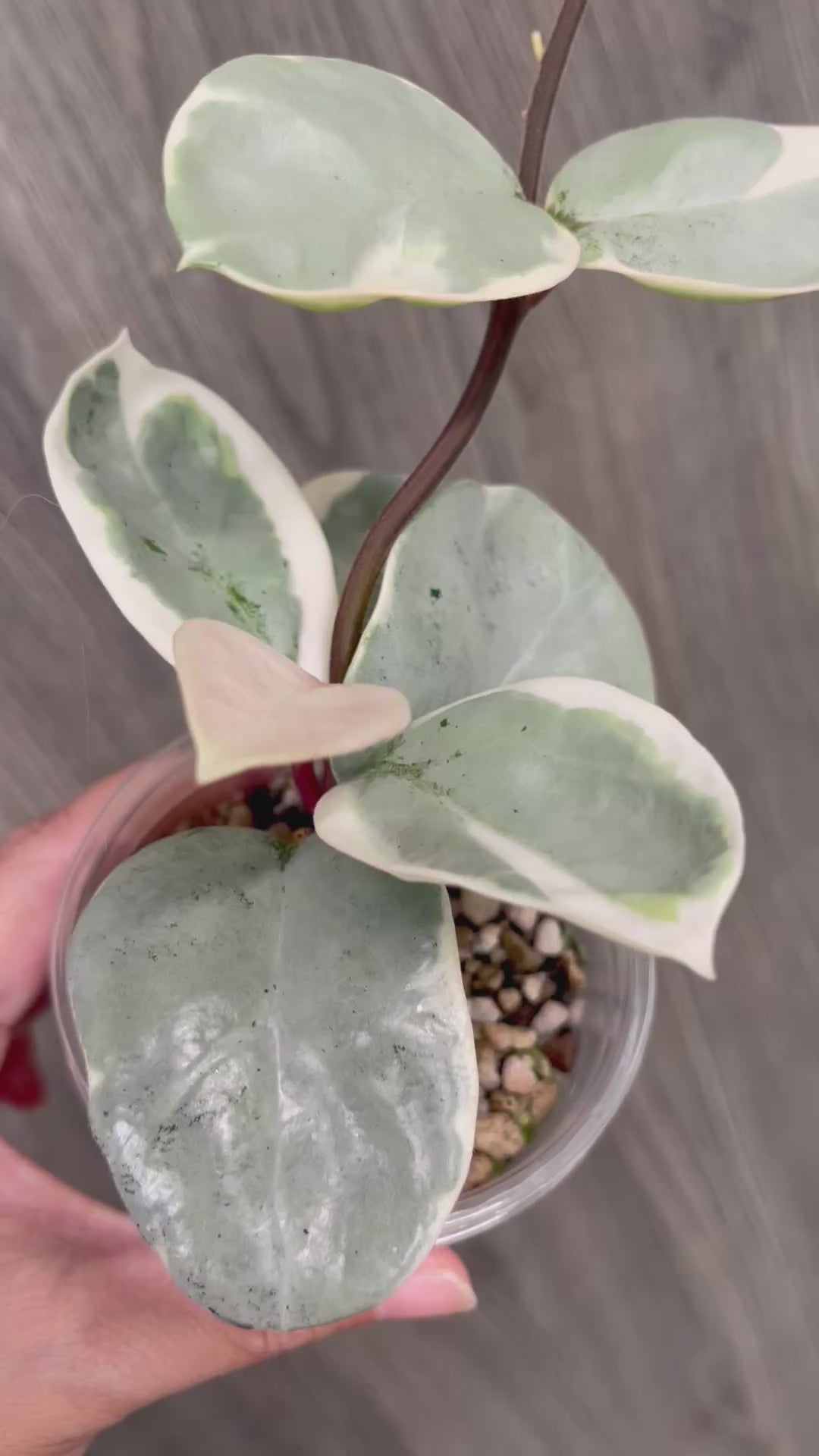 Hoya Argentea Picta B