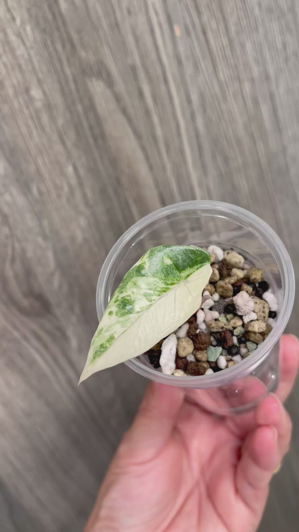Alocasia Metallic Blue Albo B