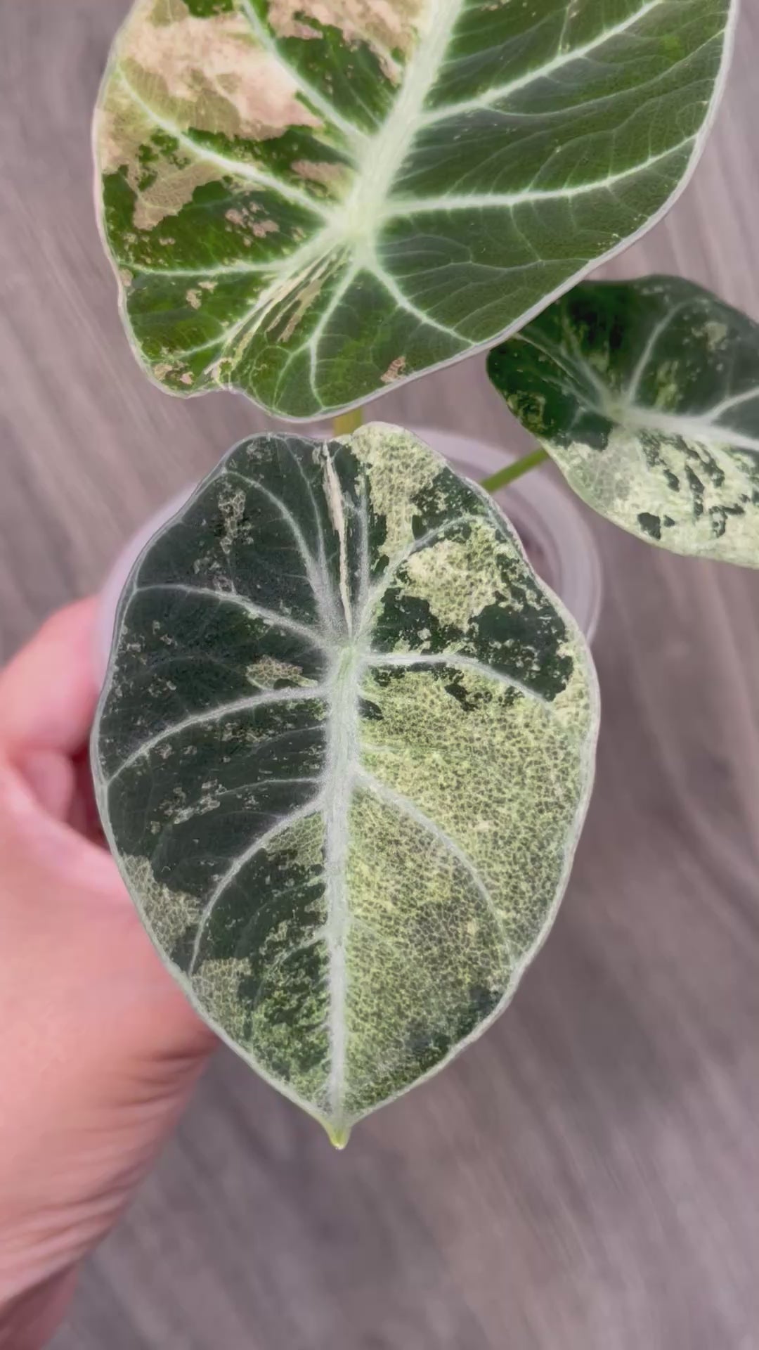 Alocasia Black Velvet Pink Mint