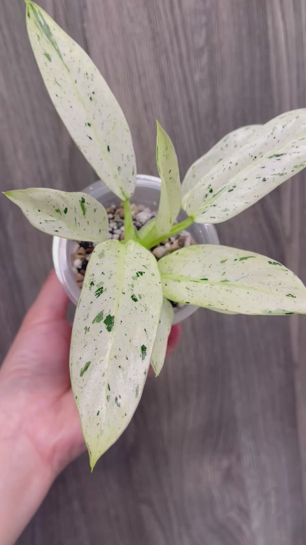 Philodendron Orlando Variegated