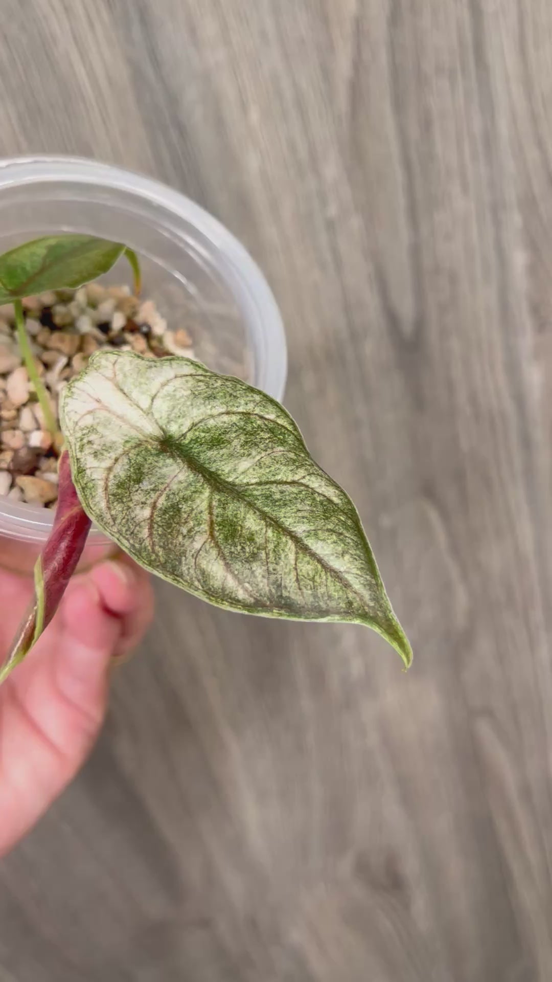 Alocasia Azlanii Pink Mint C