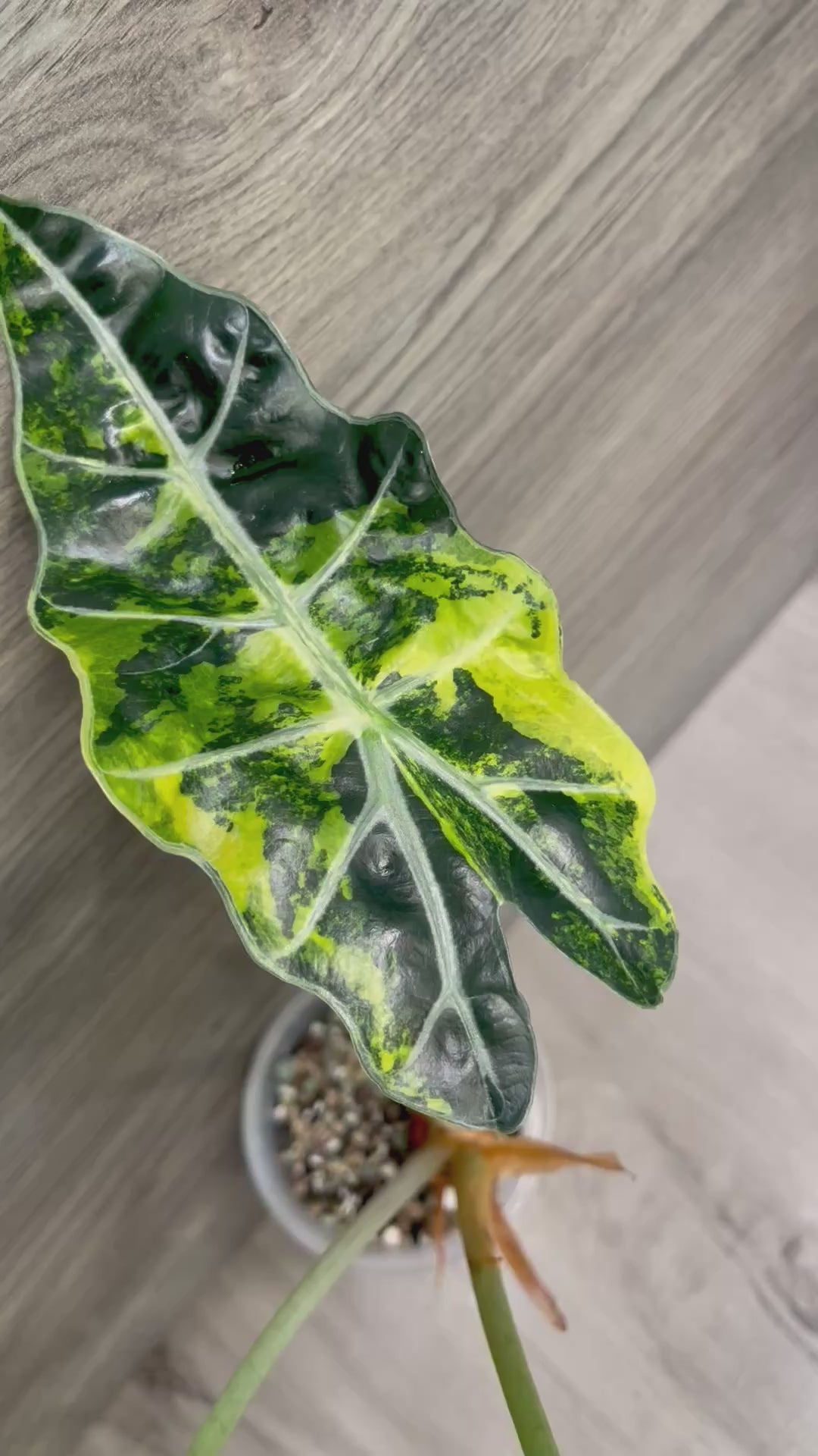 Alocasia Polly Bright Aurea B