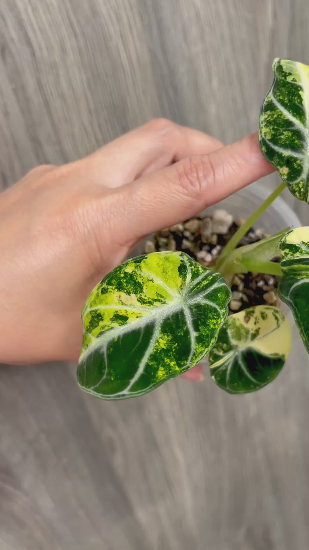 Alocasia Ninja Aurea B