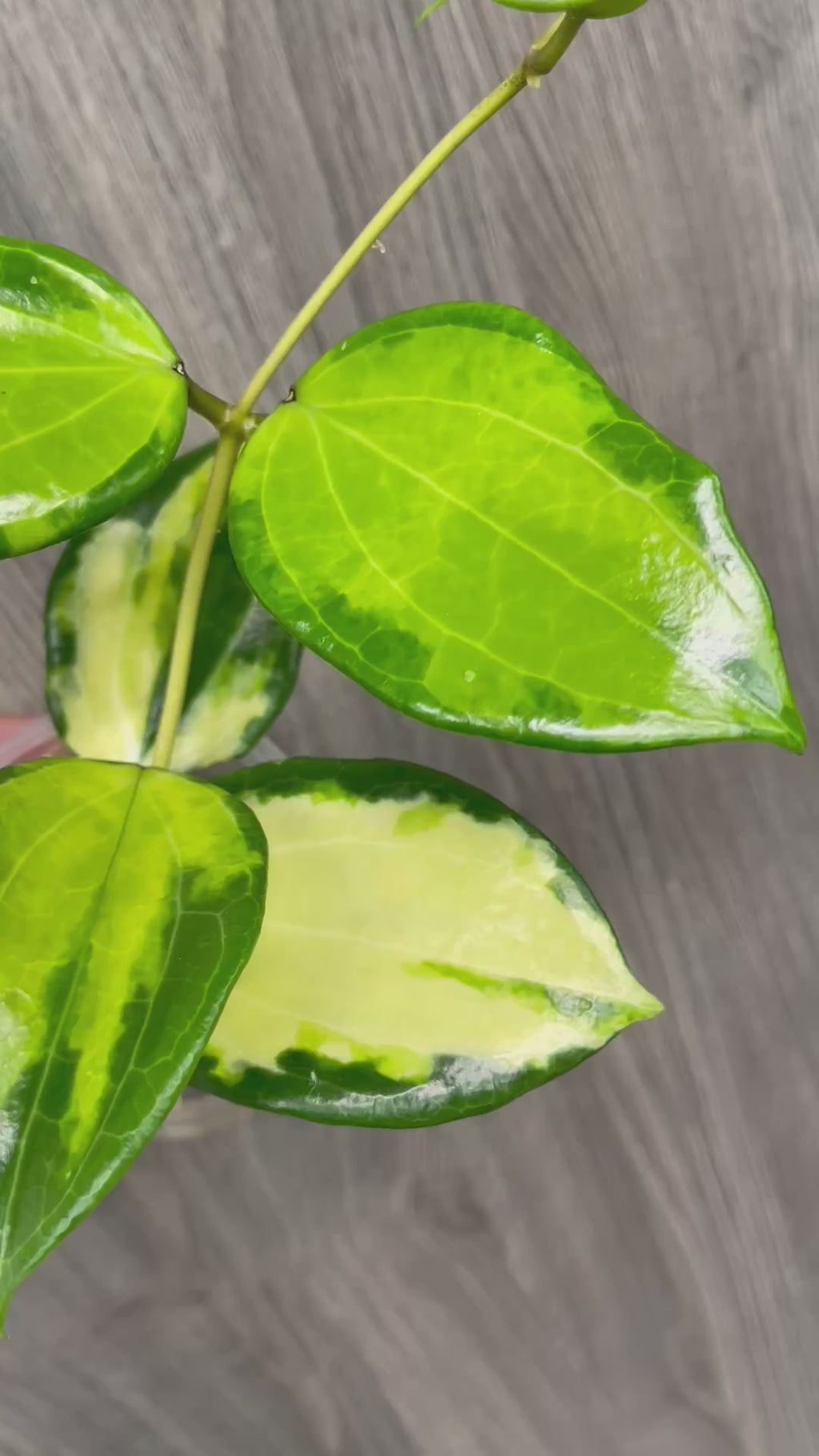 Hoya Merrillii Variegated