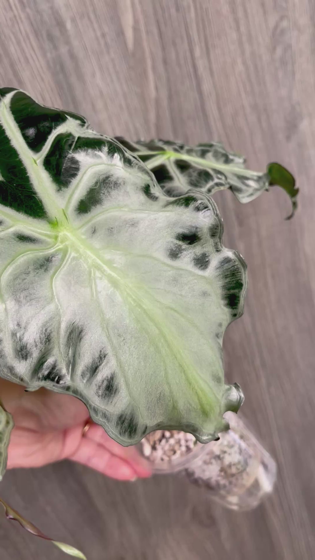 Alocasia Venom A