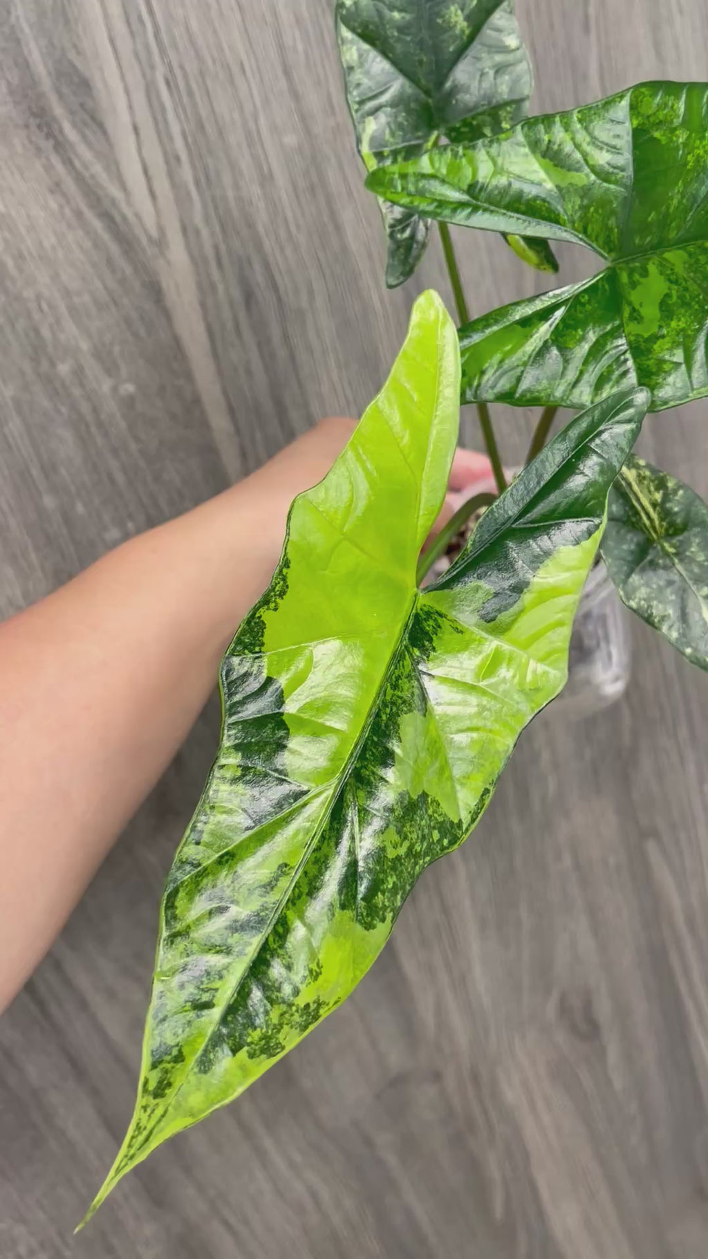 Alocasia Simpo Aurea B