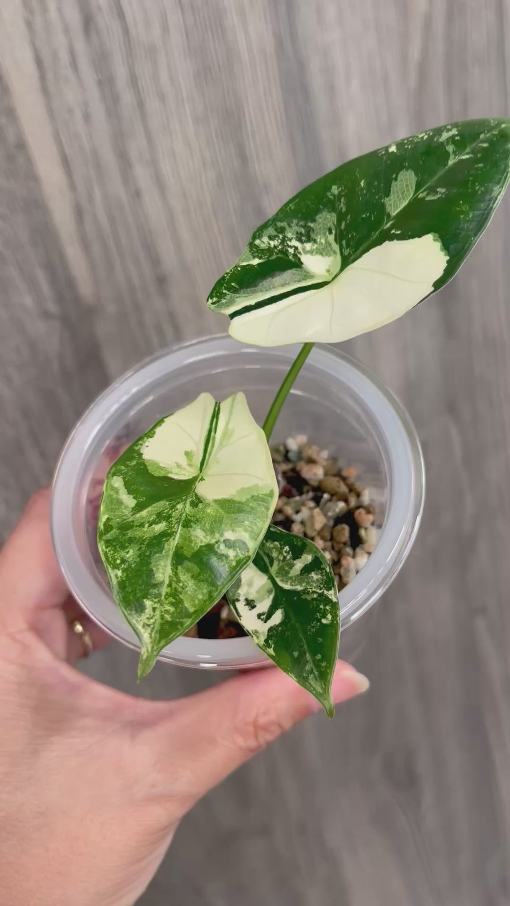 Alocasia Scabriuscula Pink Albo A