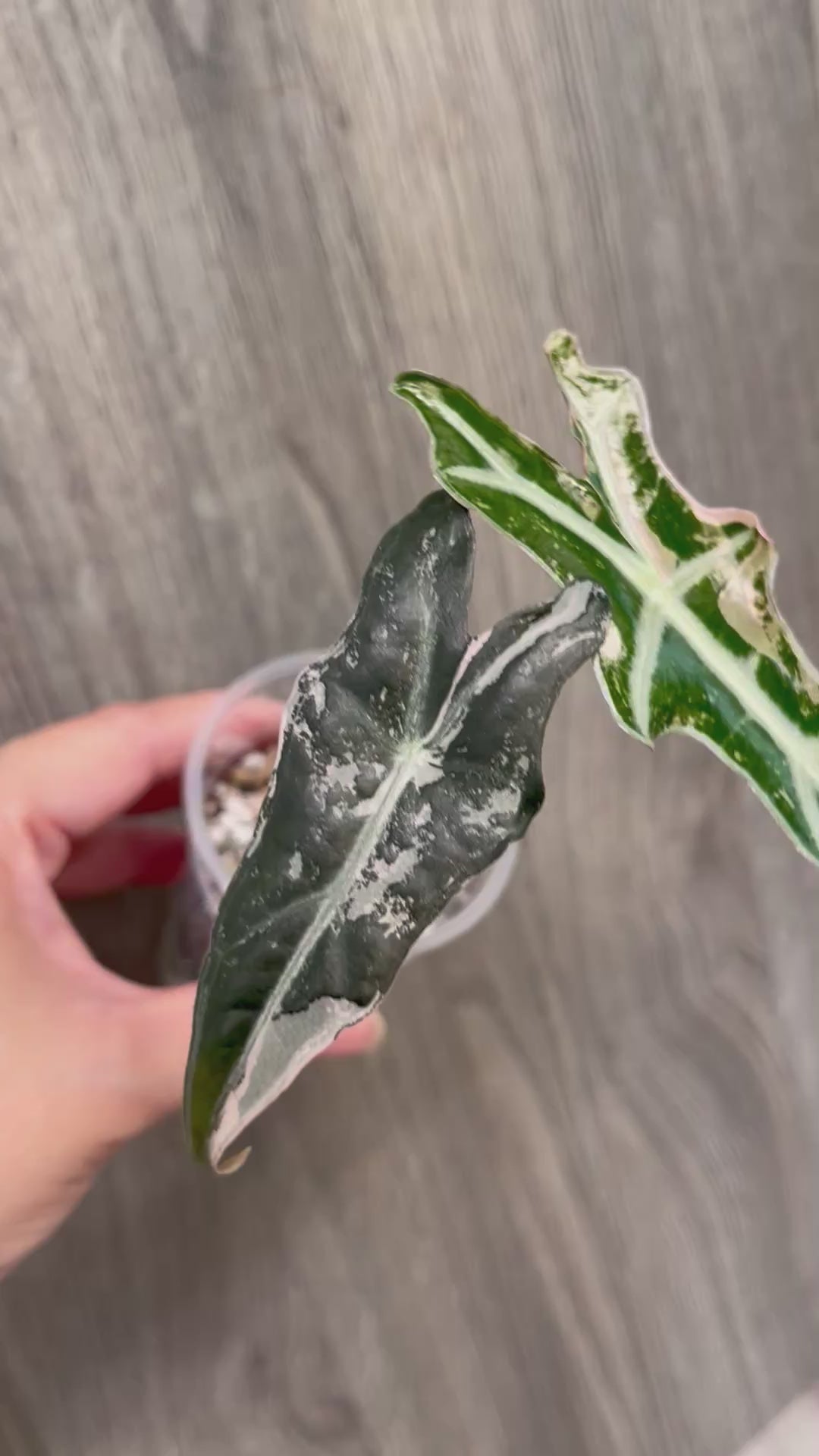 Alocasia Nobilis Pink A