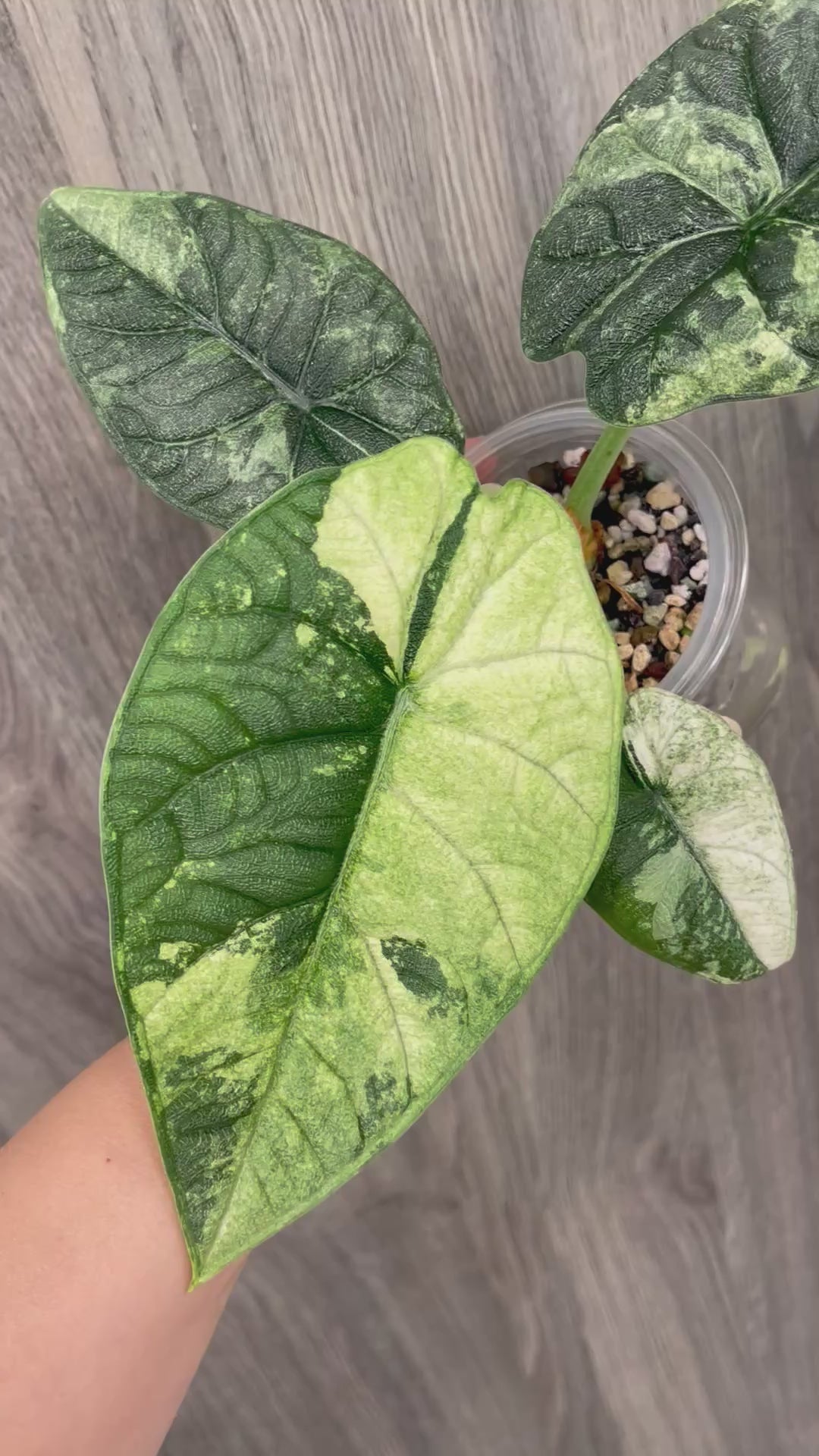 Alocasia Melo Mint E