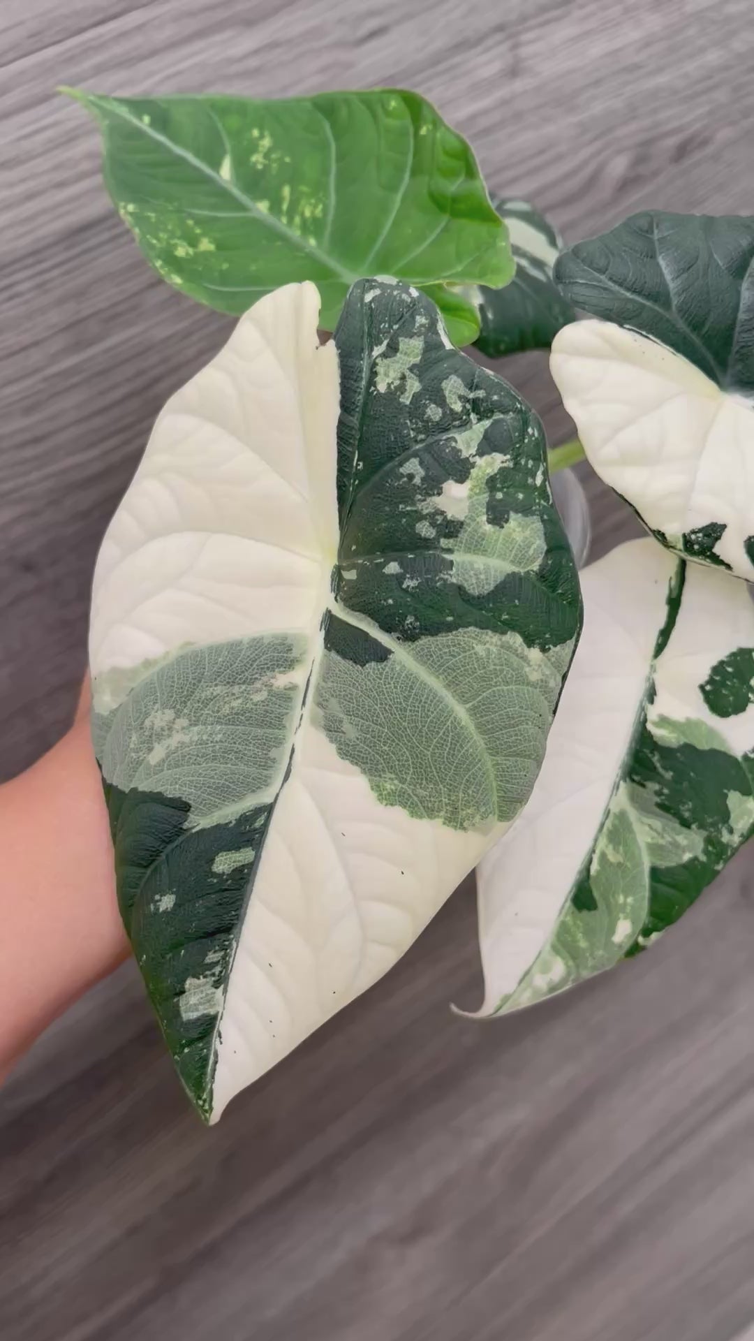 Alocasia Maharani Variegated