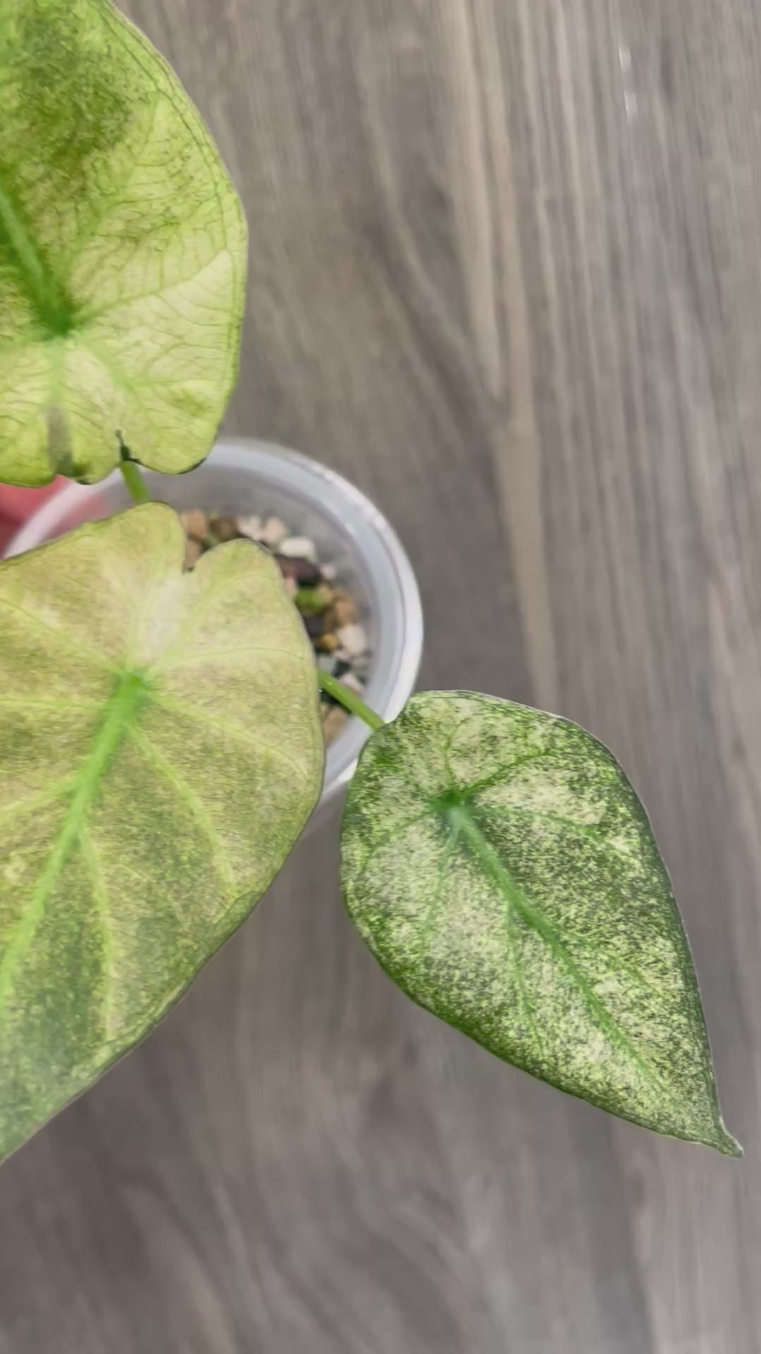 Alocasia Regal Shield Mint