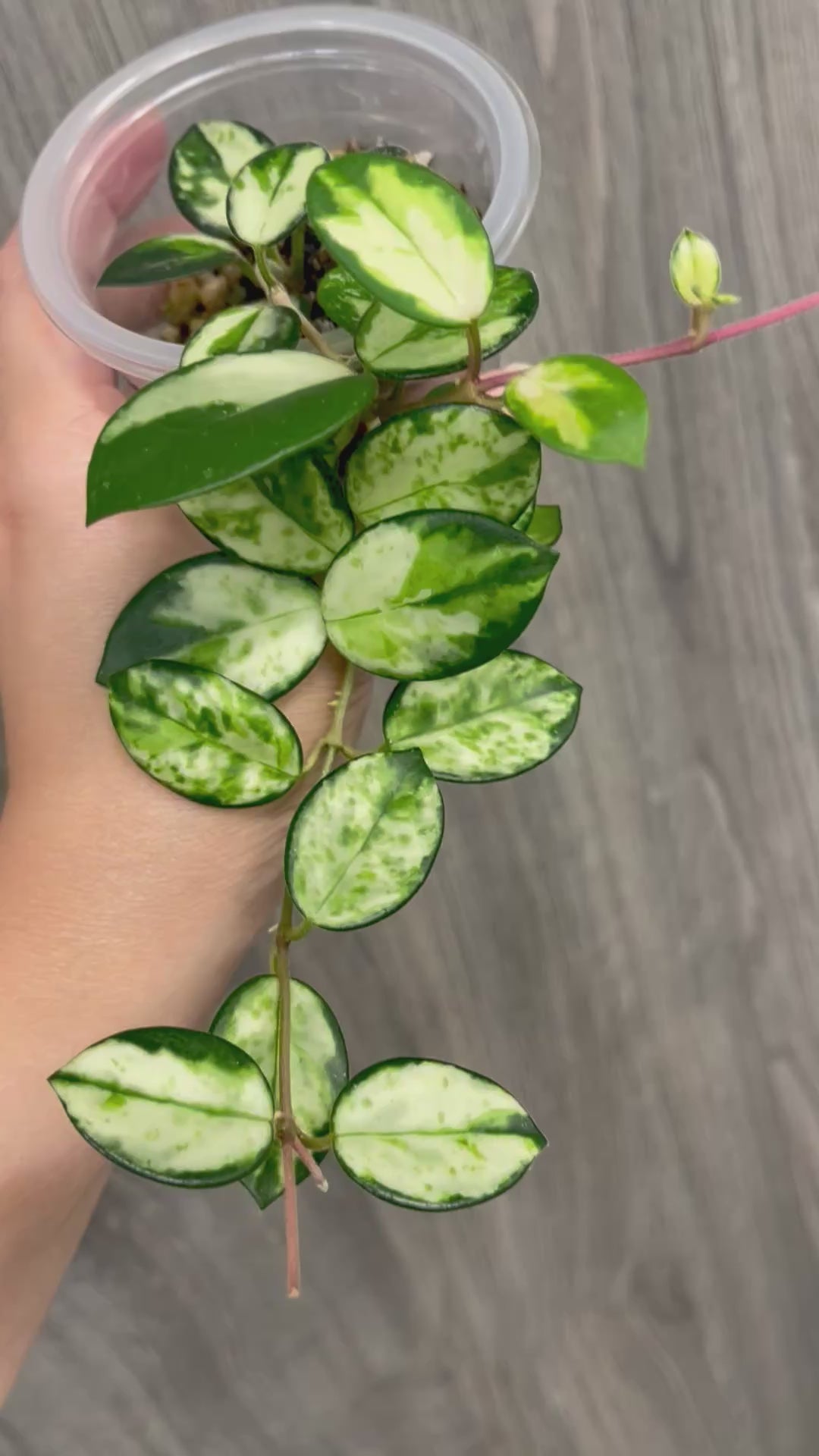 Hoya Mathilde Variegated B