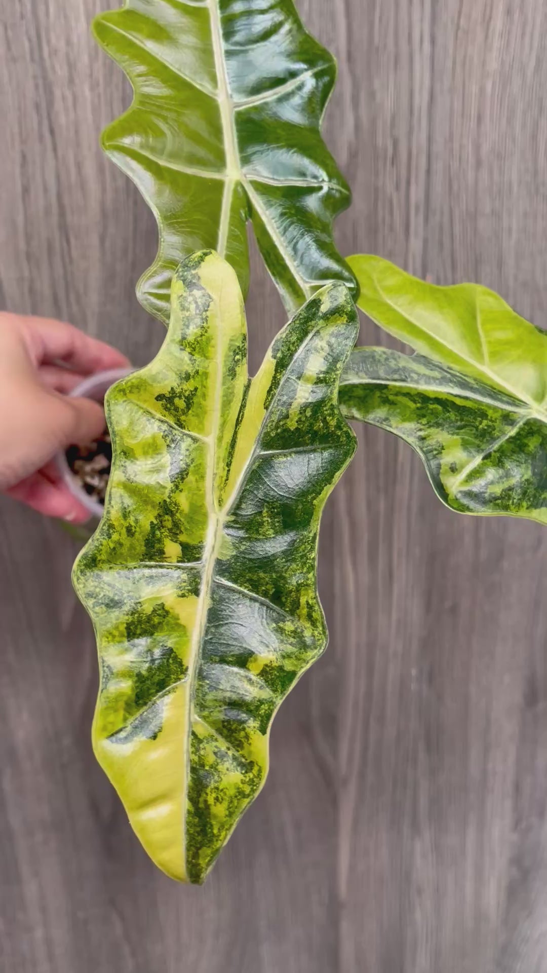 Alocasia Pseudo Aurea