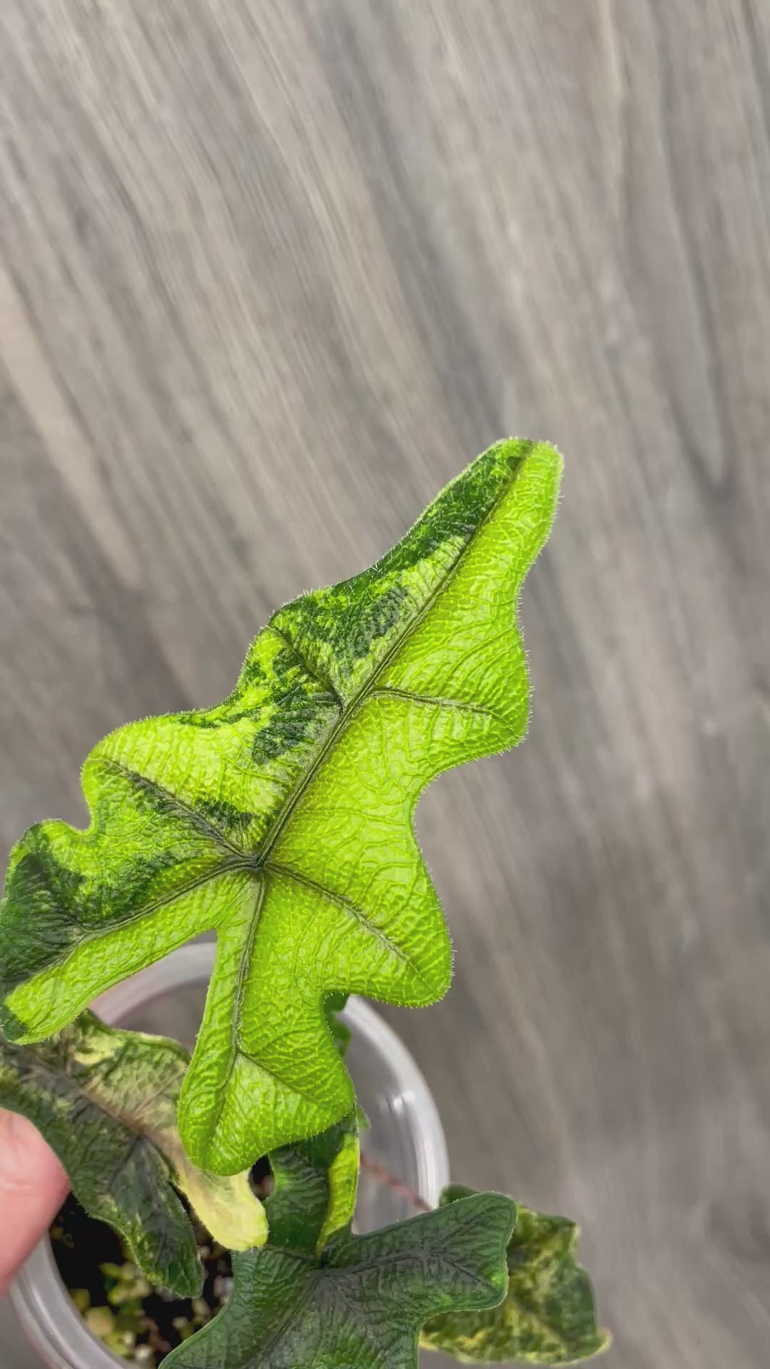 Alocasia Jacklyn Aurea
