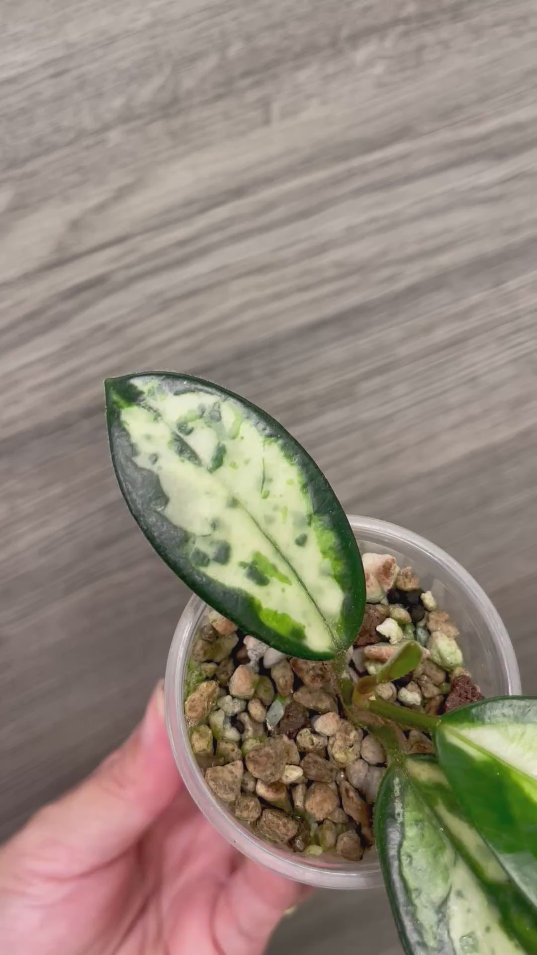 Hoya Madara Green Edge C