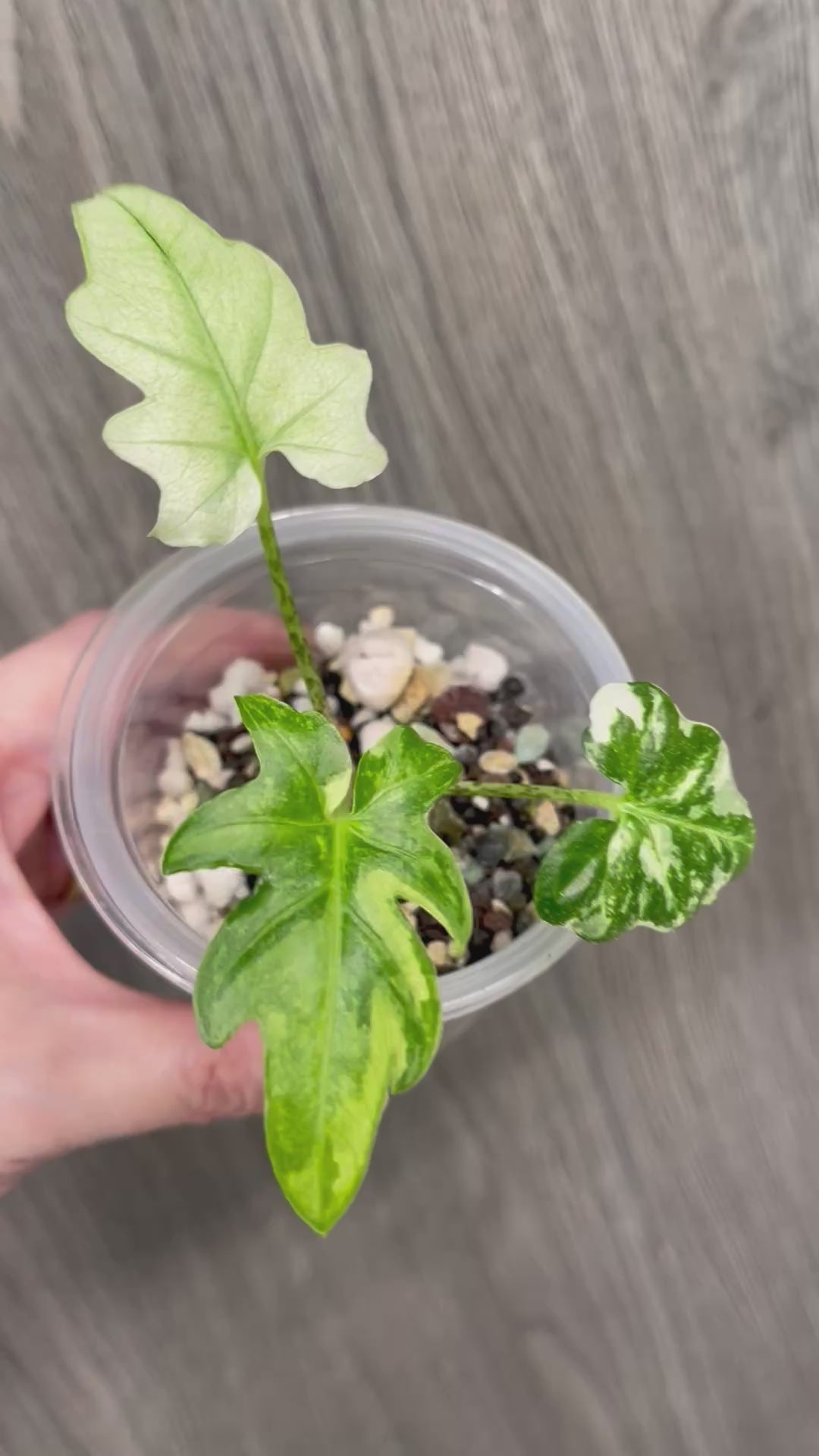 Alocasia Brancifolia Albo