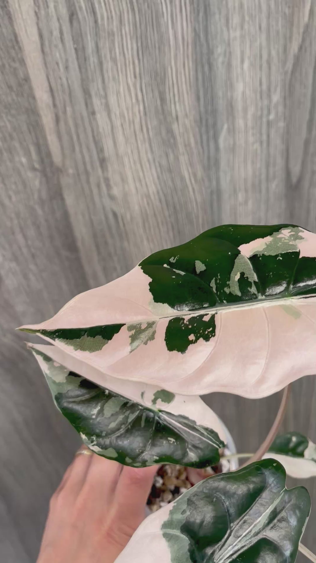 Alocasia Chantrieri Pink B
