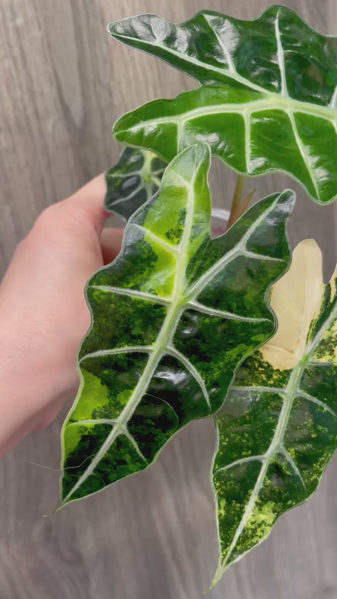 Alocasia Polly Yellow