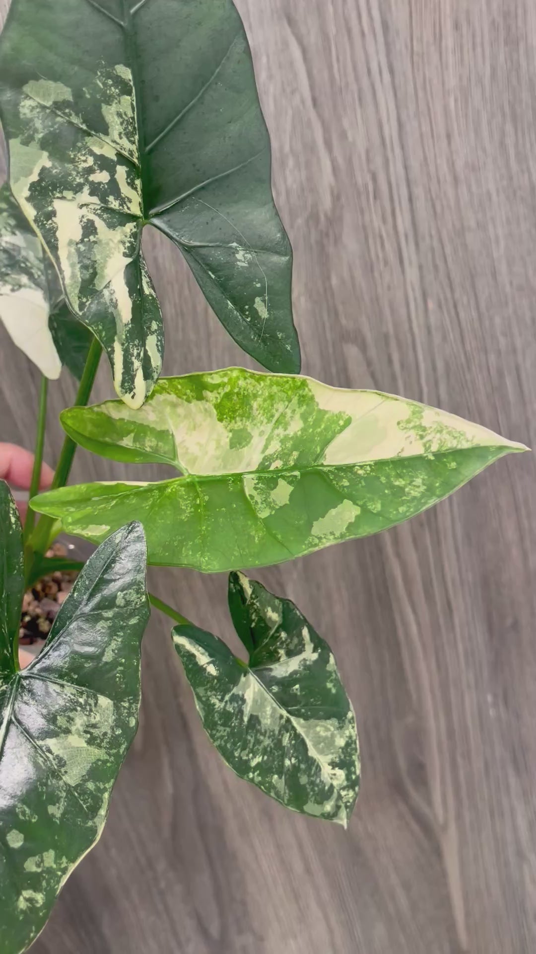 Alocasia Scabriuscula Pink Albo B