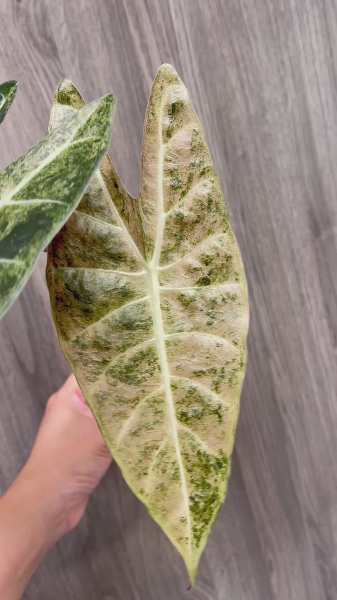 Alocasia Black Satun Pink Stardust