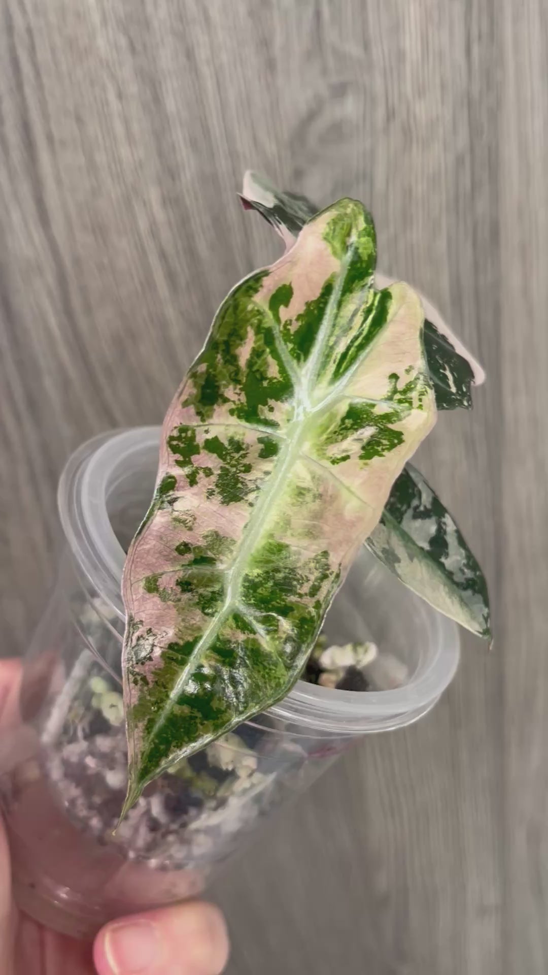 Alocasia Polly Pink Albo Mint C