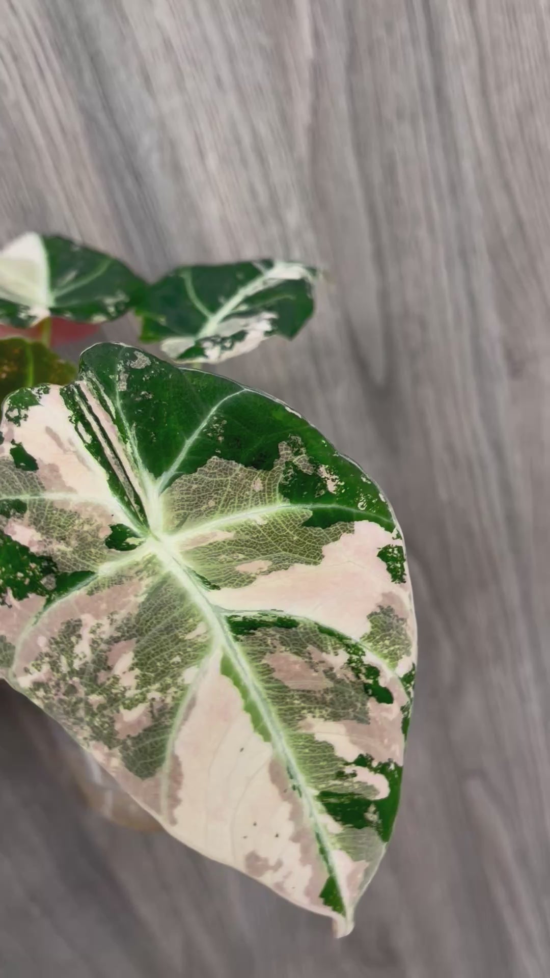 Alocasia Black Velvet Pink