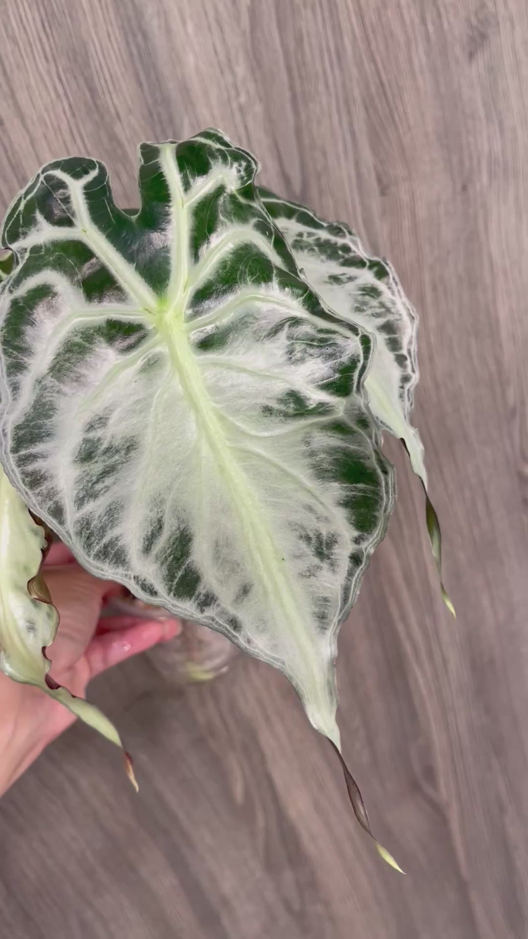 Alocasia Venom B