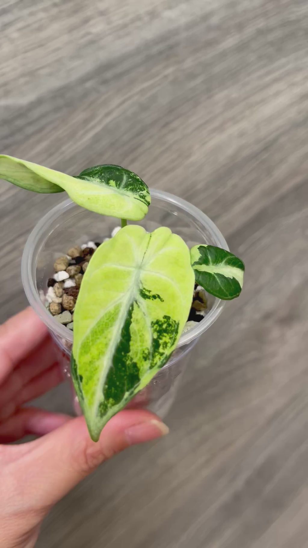 Alocasia Ninja Mint