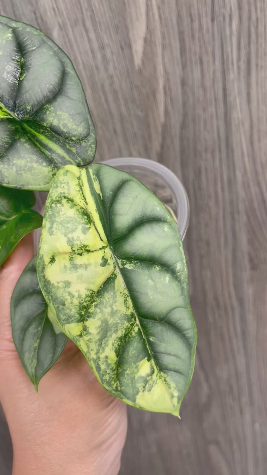 Alocasia Silver Dragon Variegated