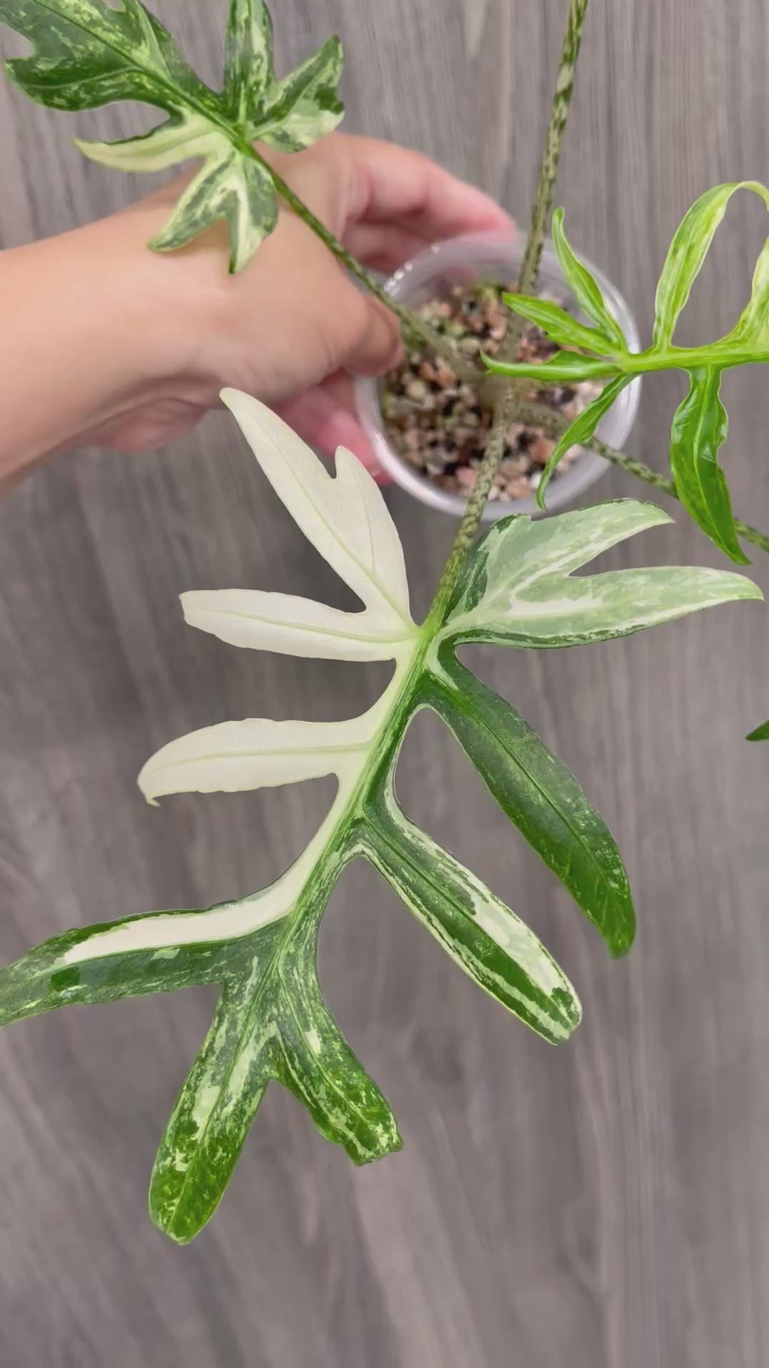 Alocasia Brancifolia Albo B