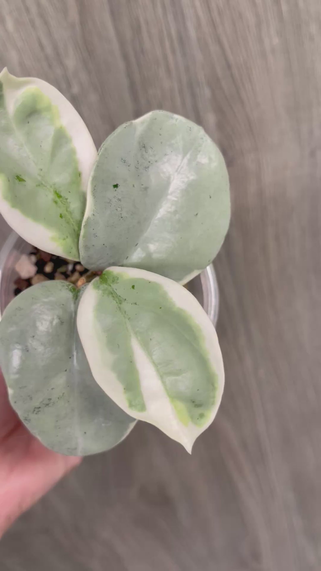 Hoya Argentea Picta B