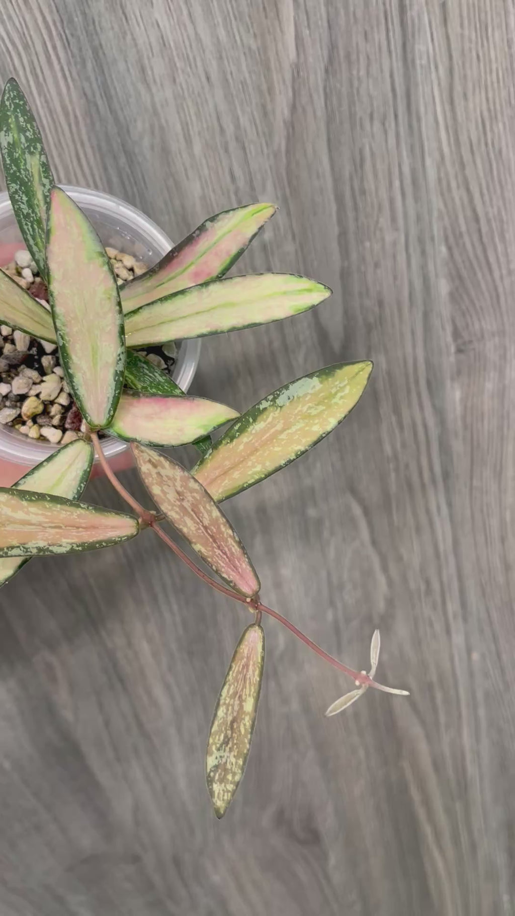 Hoya Sigillatis Inner Variegated B