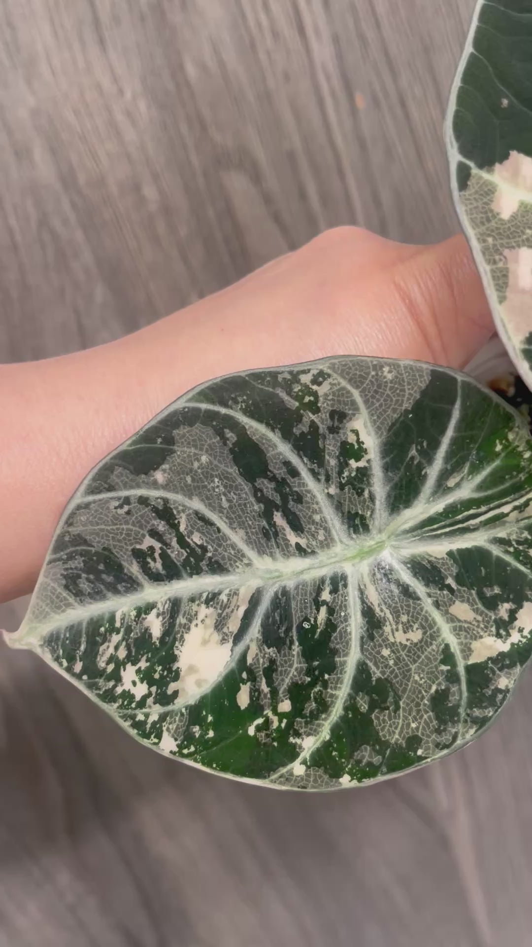 Alocasia Black Velvet Albo B