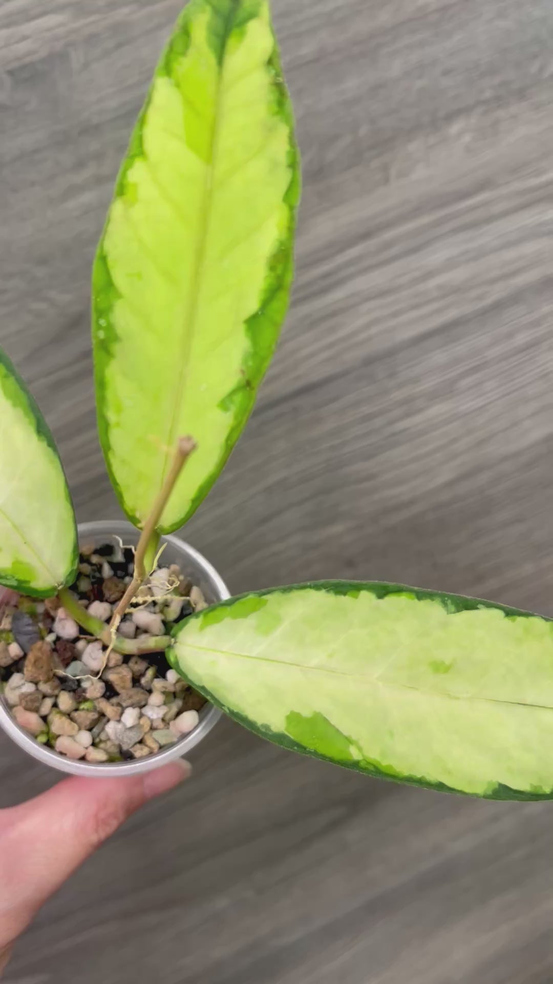 Hoya Ladia Galaska Sp Aceh