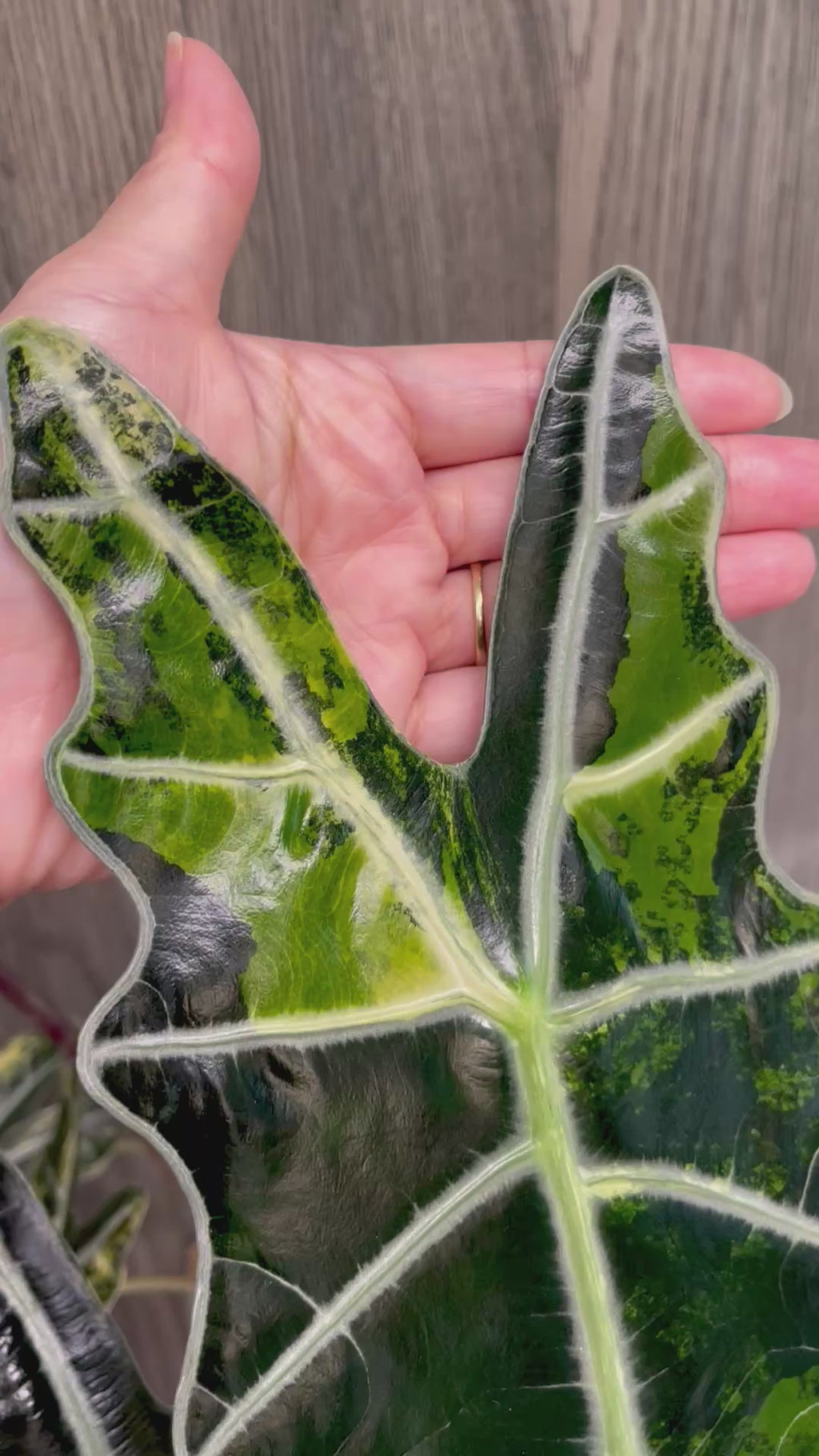 Alocasia Sanderiana Bull Aurea