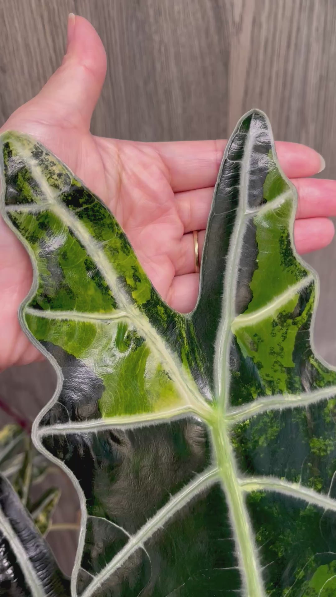 Alocasia Sanderiana Bull Aurea
