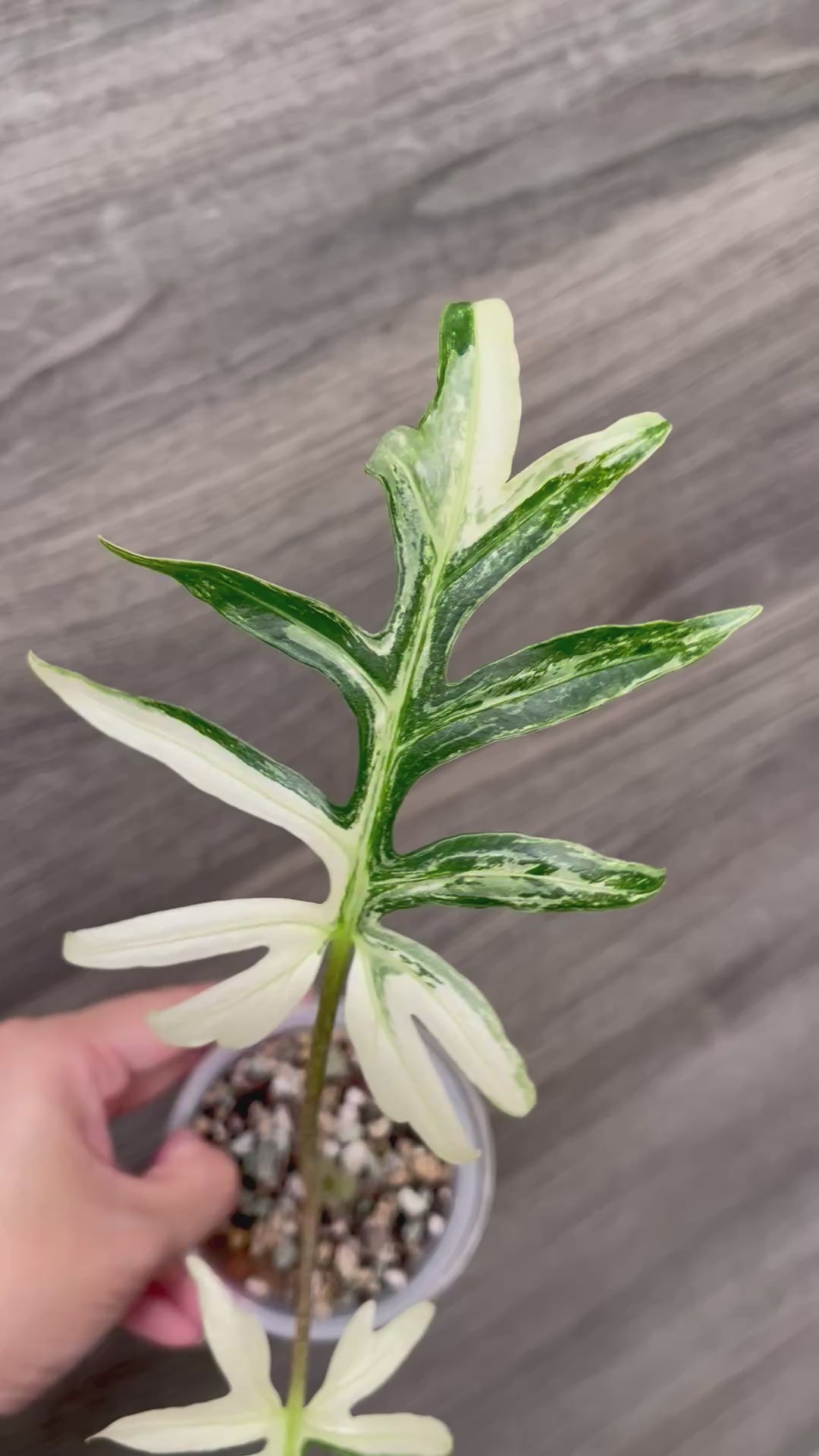 Alocasia Brancifolia Albo