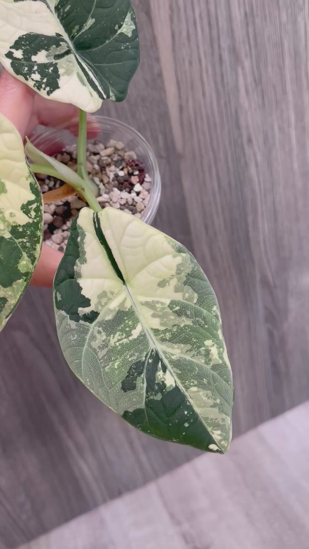 Alocasia Maharani Variegated
