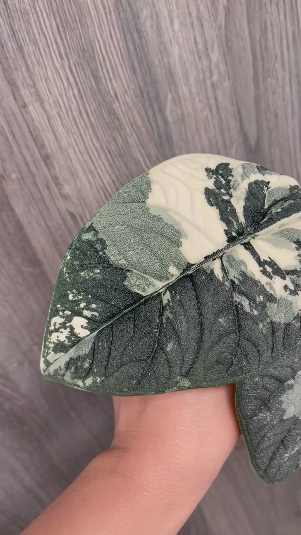 Alocasia Melo Mint C
