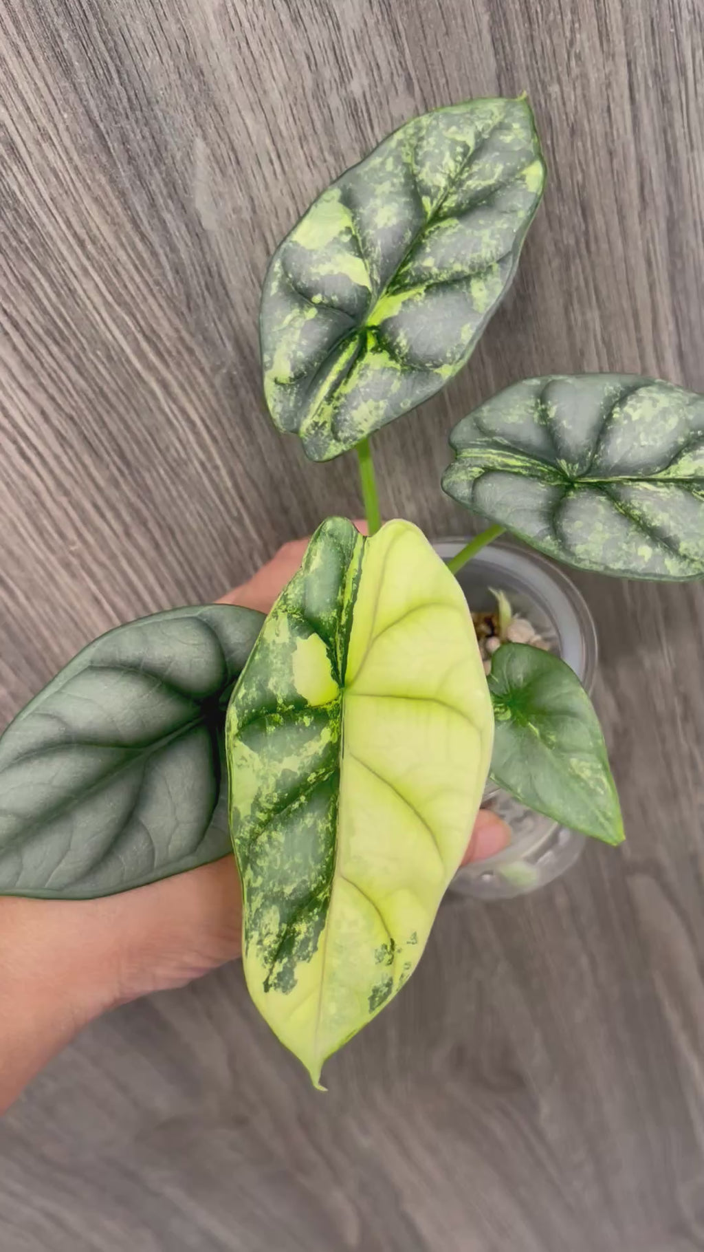 Alocasia Silver Dragon Variegated