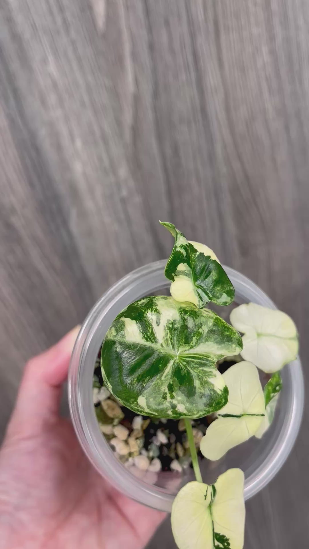 Alocasia London Eyes Albo