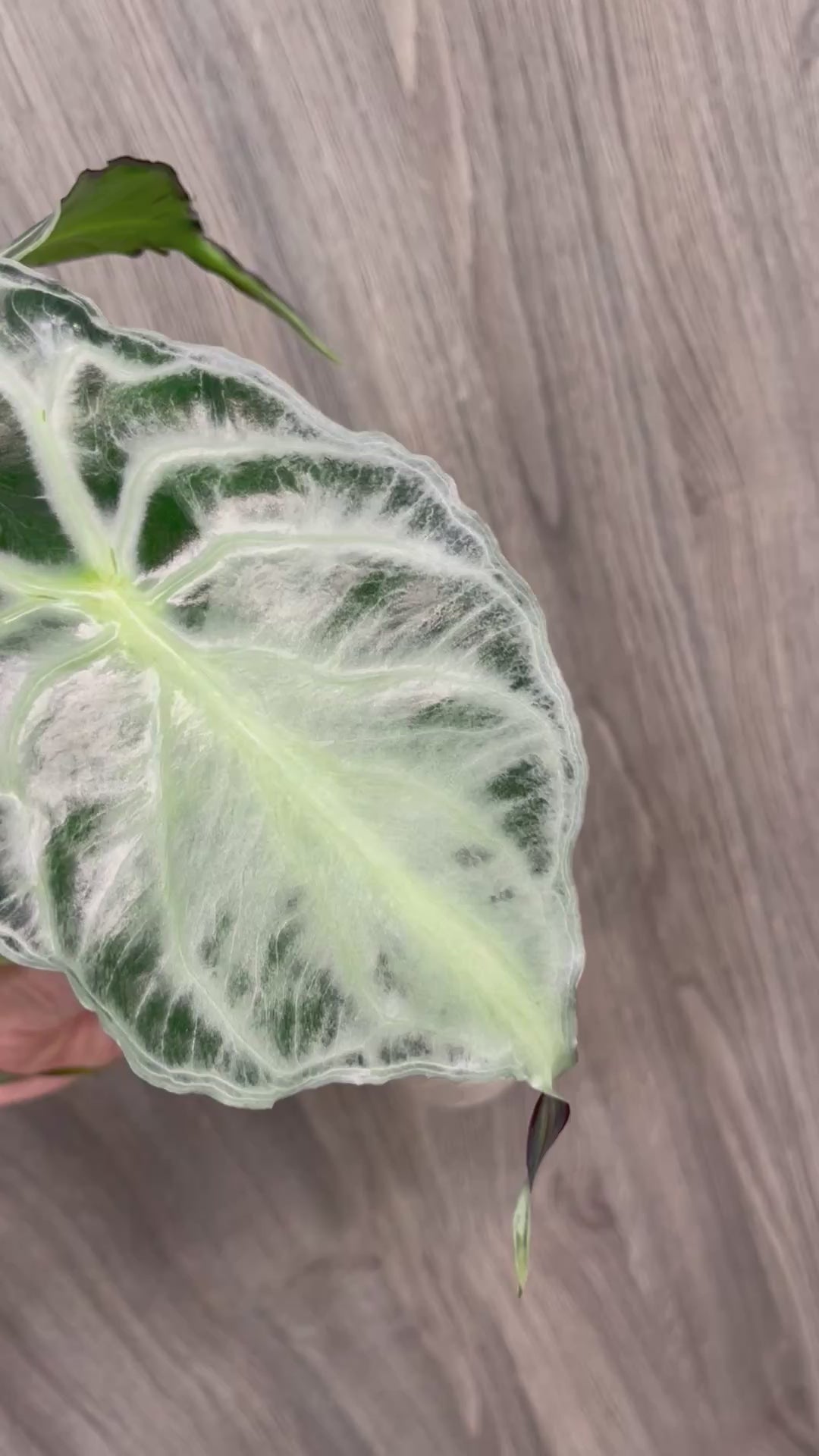 Alocasia Venom D