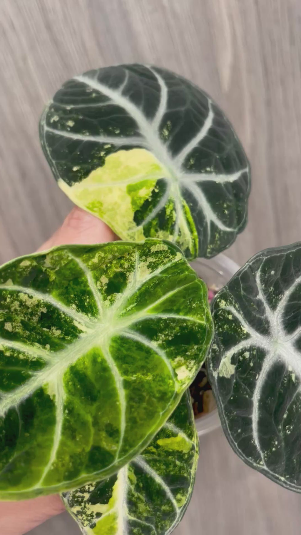 Alocasia Ninja Aurea