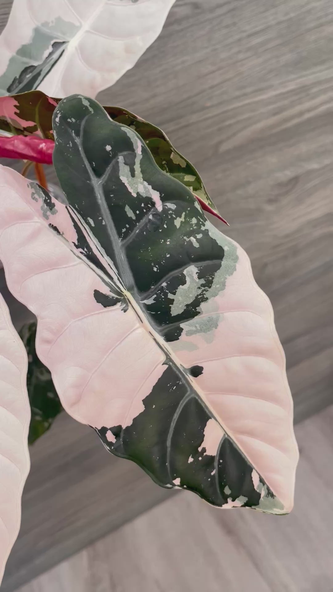Alocasia Chantrieri Pink C