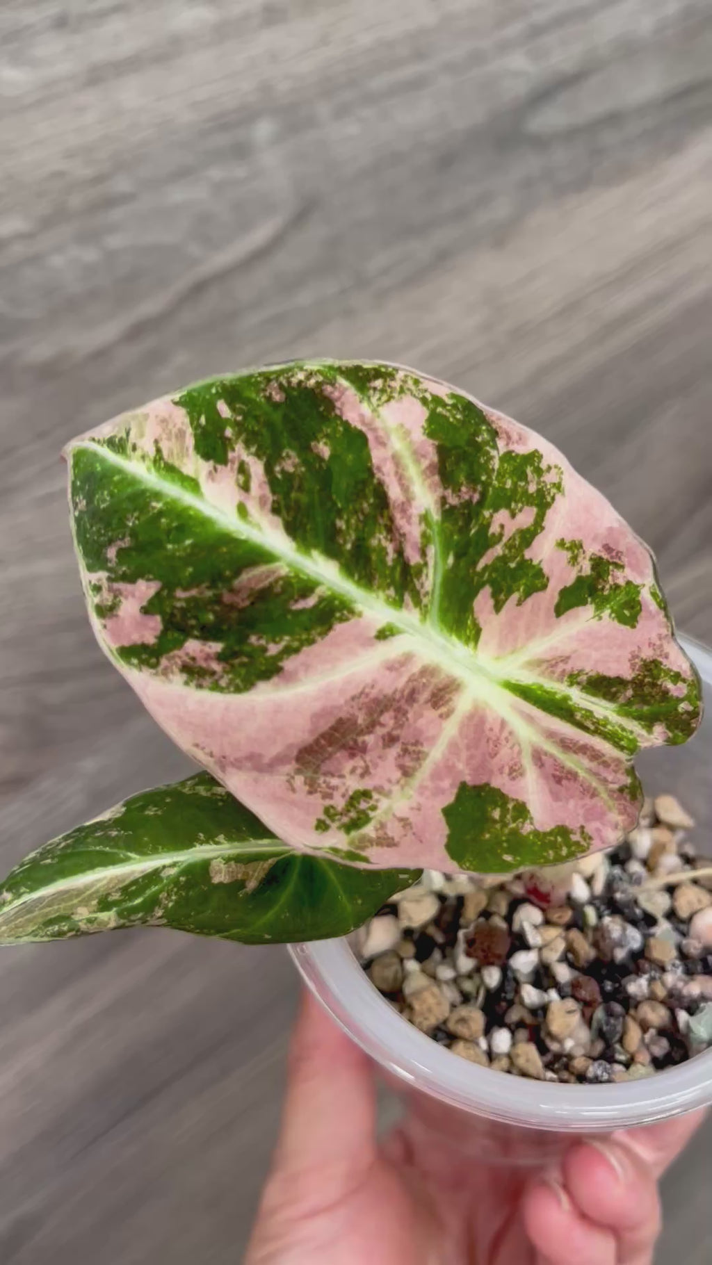 Alocasia Black Velvet Pink B
