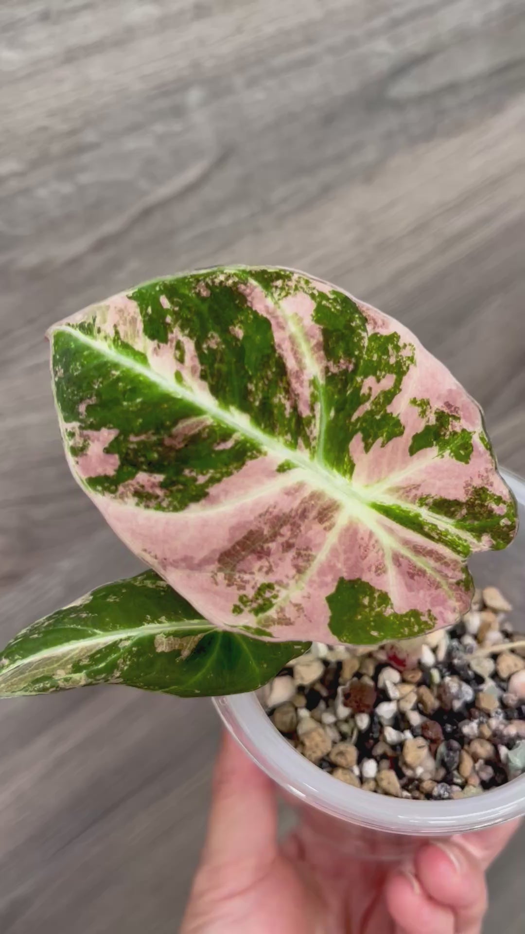 Alocasia Black Velvet Pink B